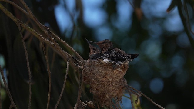 Giant Hummingbird - ML647033347