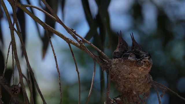 Giant Hummingbird - ML647033361