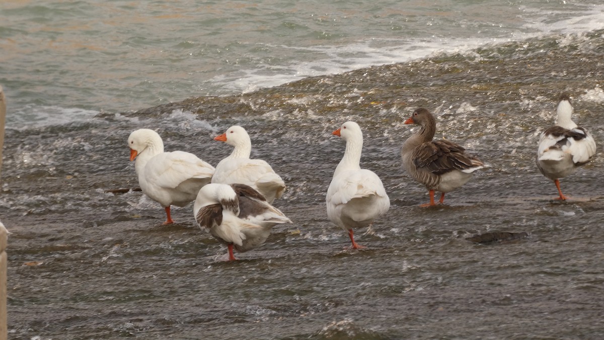 Graylag Goose (Domestic type) - ML647033362
