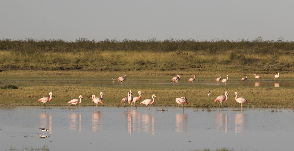 plameňák chilský - ML647033366