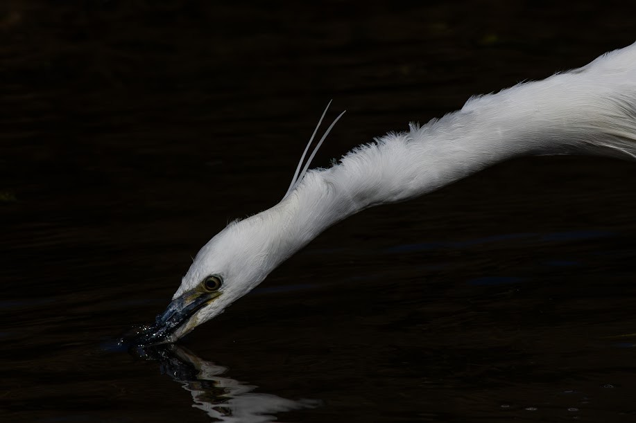 silkehegre - ML647033368