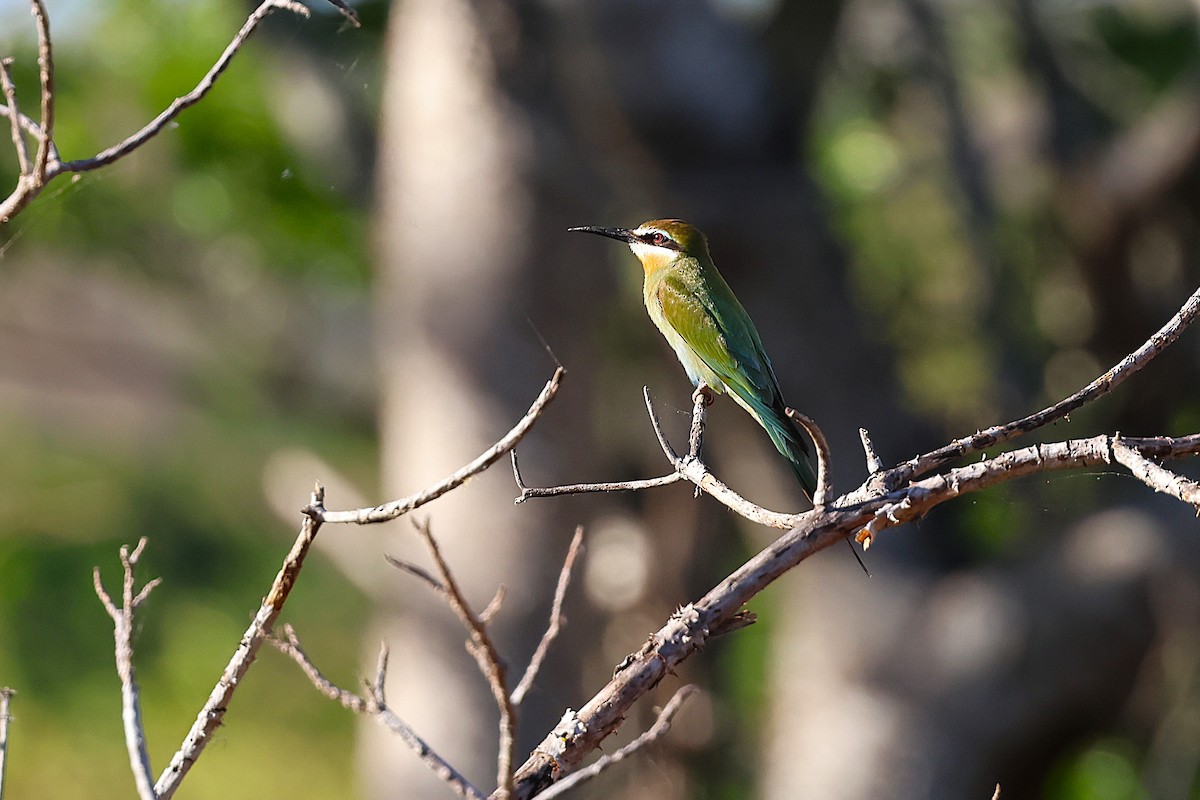 Madagaskar Arıkuşu - ML647033373