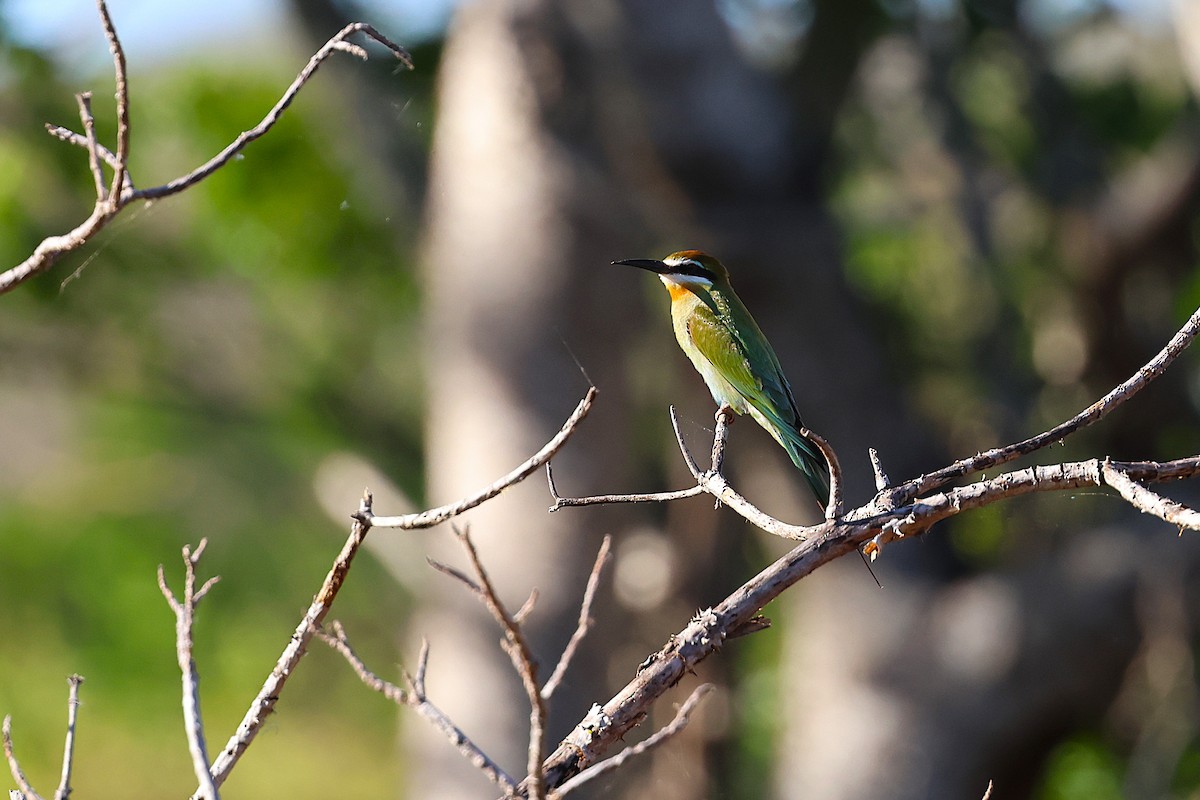 Madagaskar Arıkuşu - ML647033374