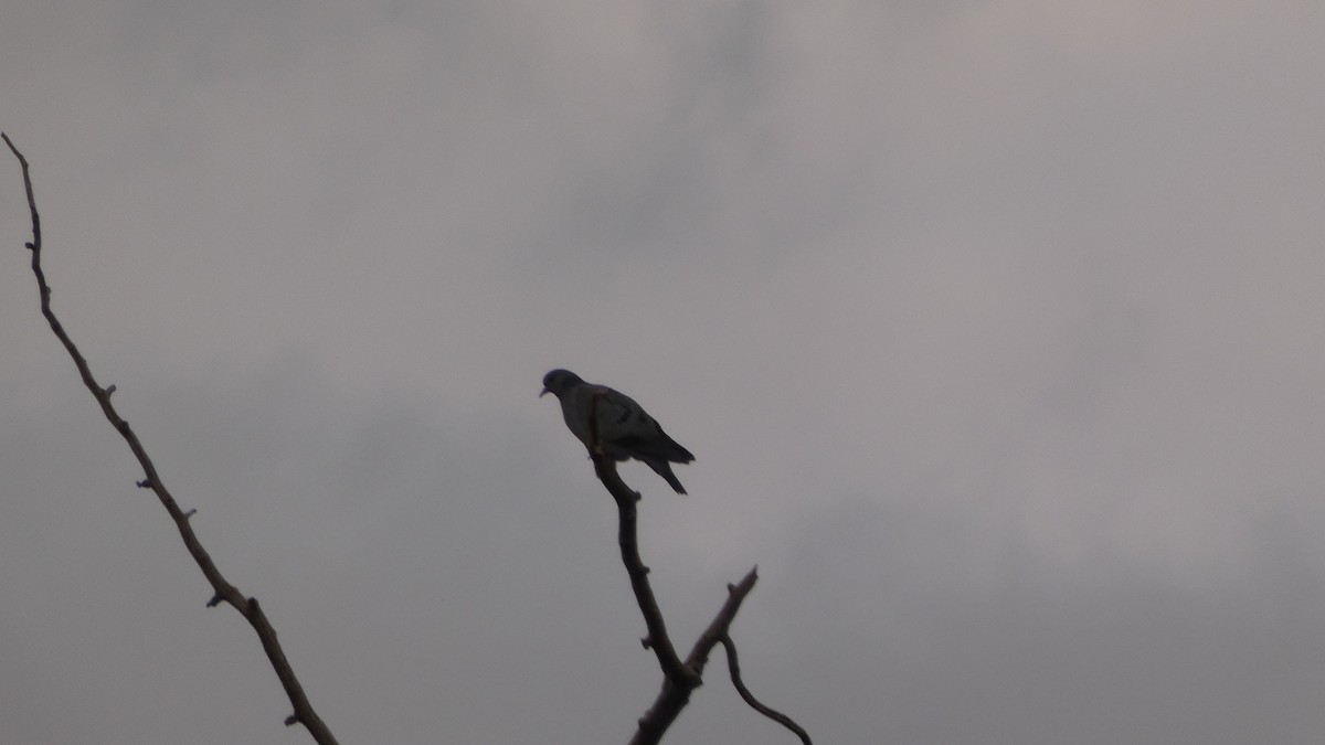 Stock Dove - ML647033376