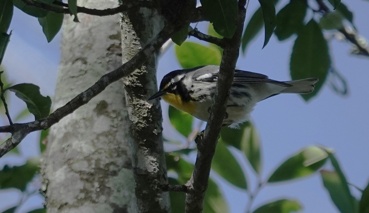 Paruline à gorge jaune - ML647033378