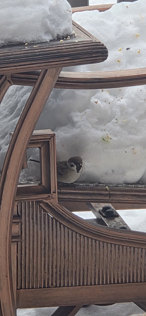 Eurasian Tree Sparrow - ML647033384