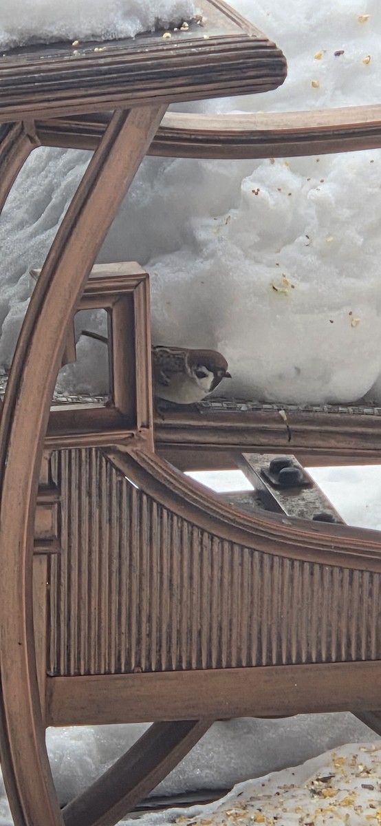 Eurasian Tree Sparrow - ML647033387