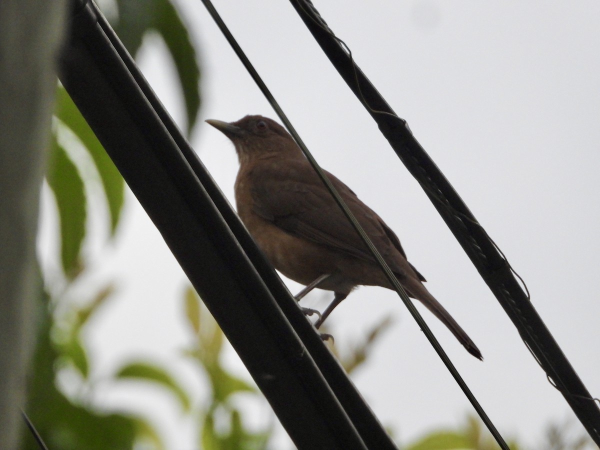 Merle fauve - ML647033391