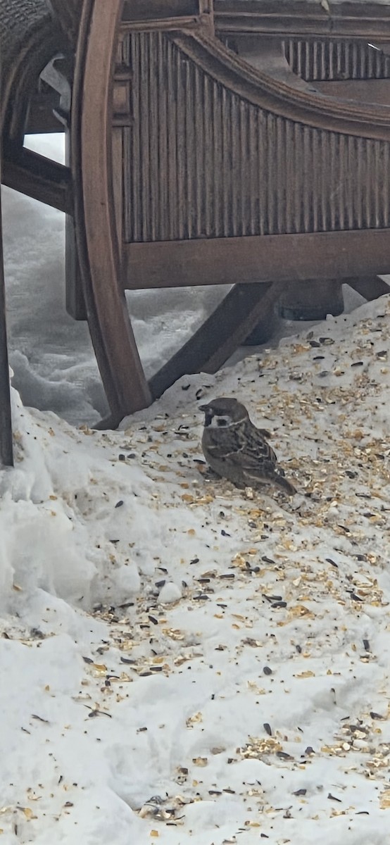 Eurasian Tree Sparrow - ML647033392