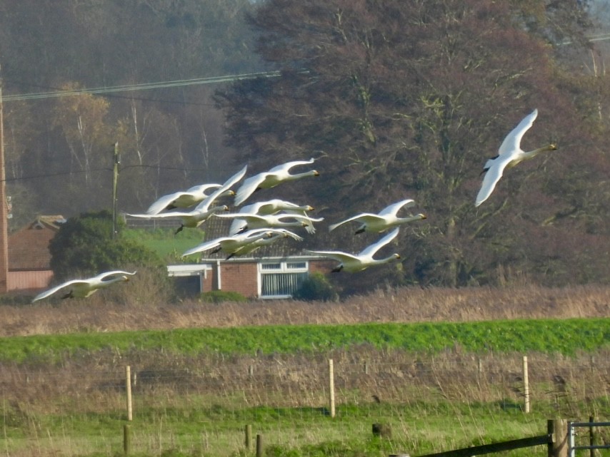 Whooper Swan - ML647033393