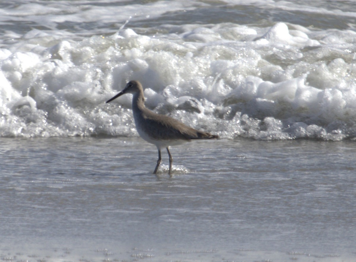 Willet - ML647033397