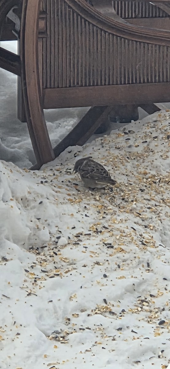 Eurasian Tree Sparrow - ML647033399