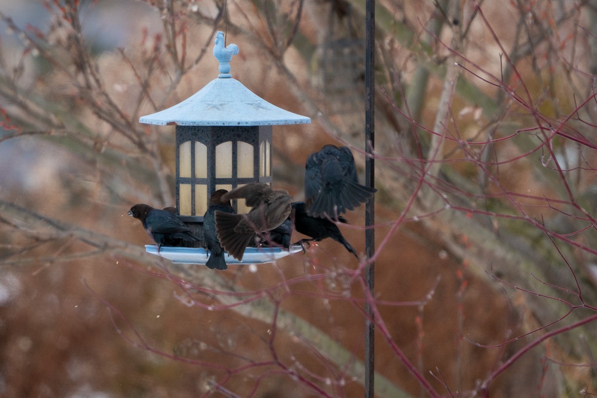 Braunkopf-Kuhstärling - ML647033416