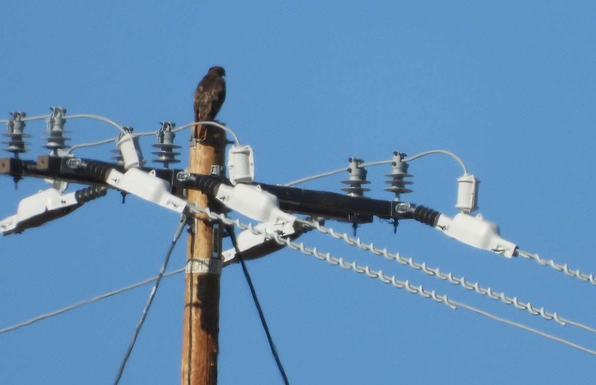 Red-tailed Hawk - ML647033417