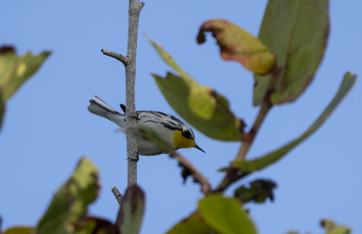 Paruline à gorge jaune - ML647033418