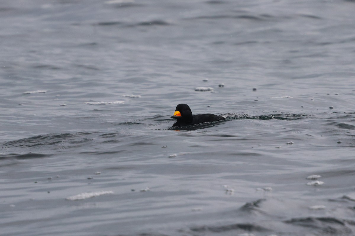 クロガモ - ML647033424