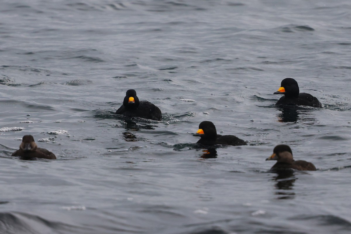 クロガモ - ML647033425