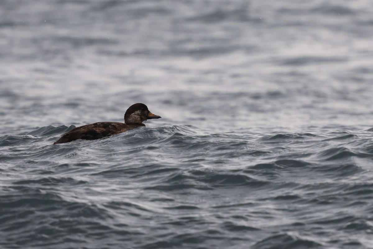 クロガモ - ML647033426