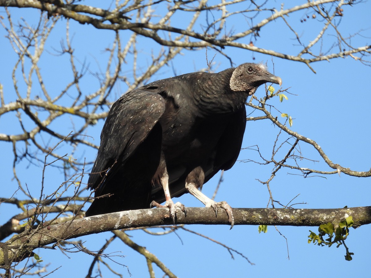 Black Vulture - ML647033429