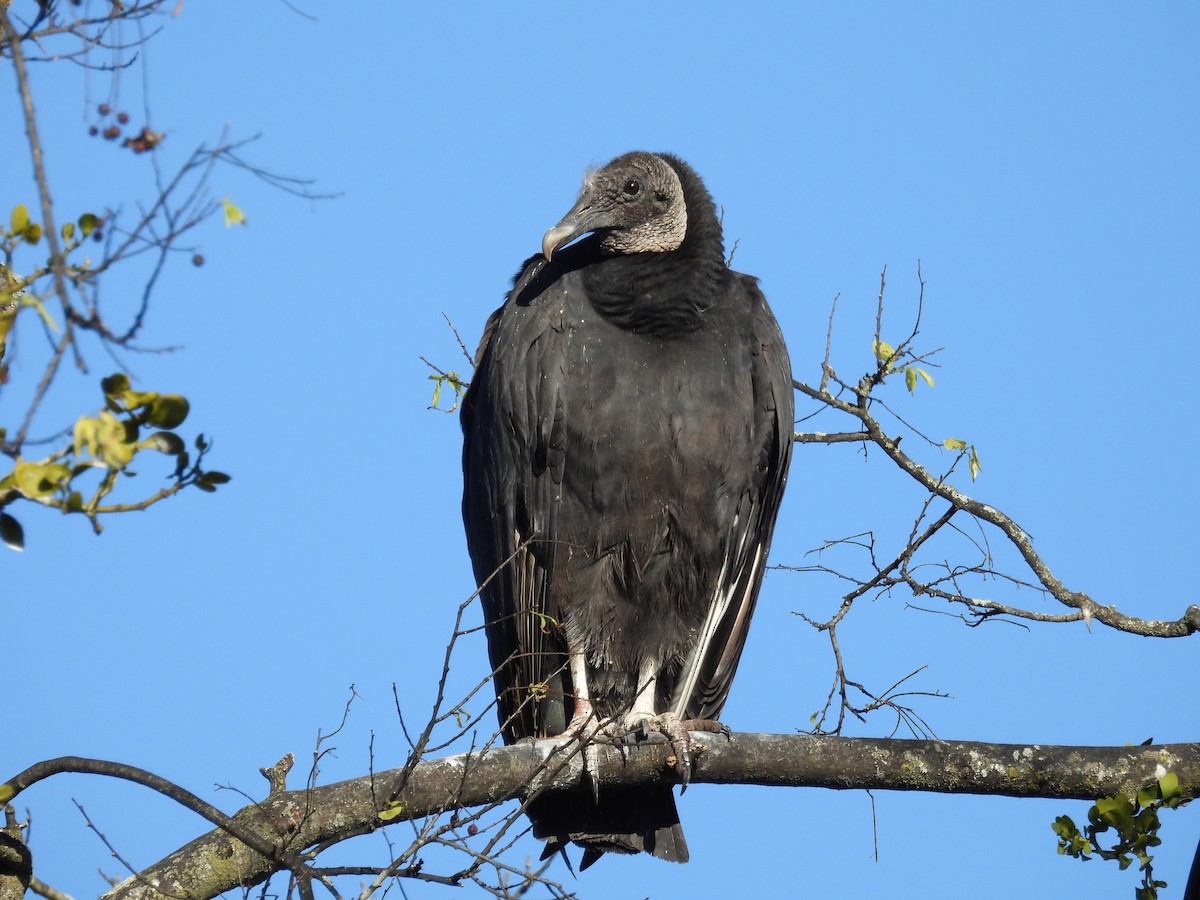 Black Vulture - ML647033431