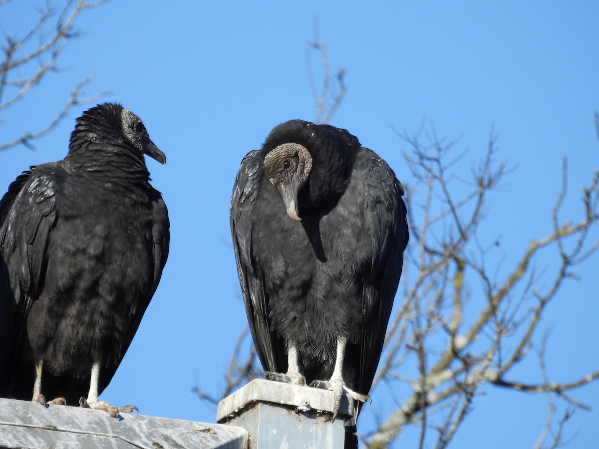 Black Vulture - ML647033432