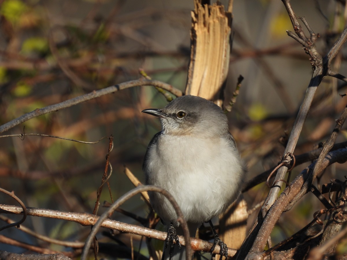 Northern Mockingbird - ML647033436