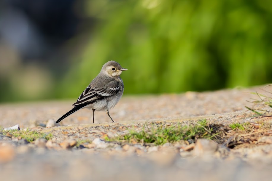 Плиска біла - ML647033450