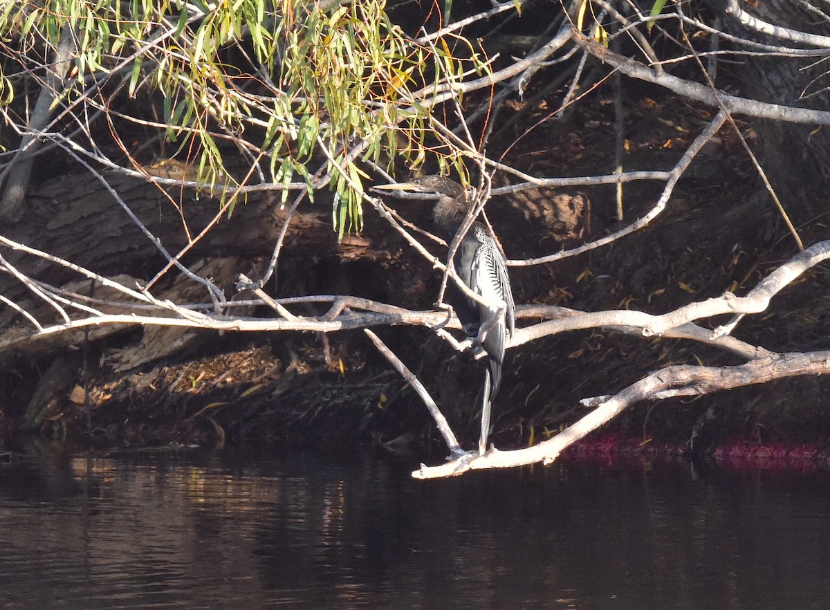 アメリカヘビウ - ML647033451