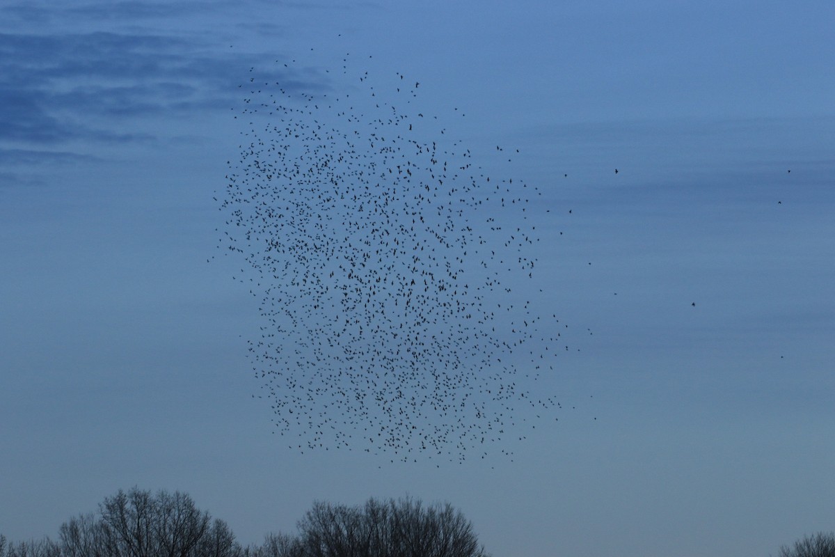 Storno - ML647033458