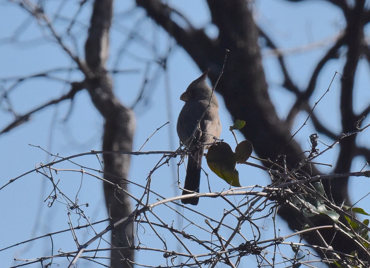 ムネアカコウカンチョウ - ML647033460