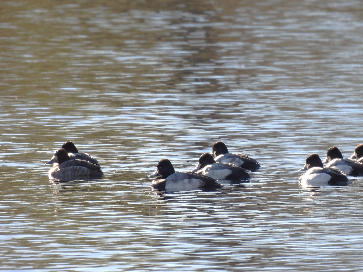 Lesser Scaup - ML647033471