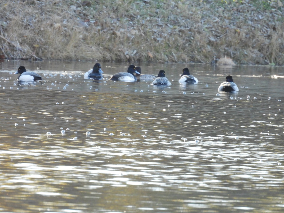 Lesser Scaup - ML647033472