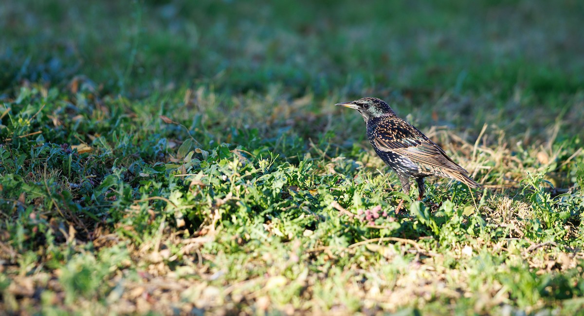 European Starling - ML647033476