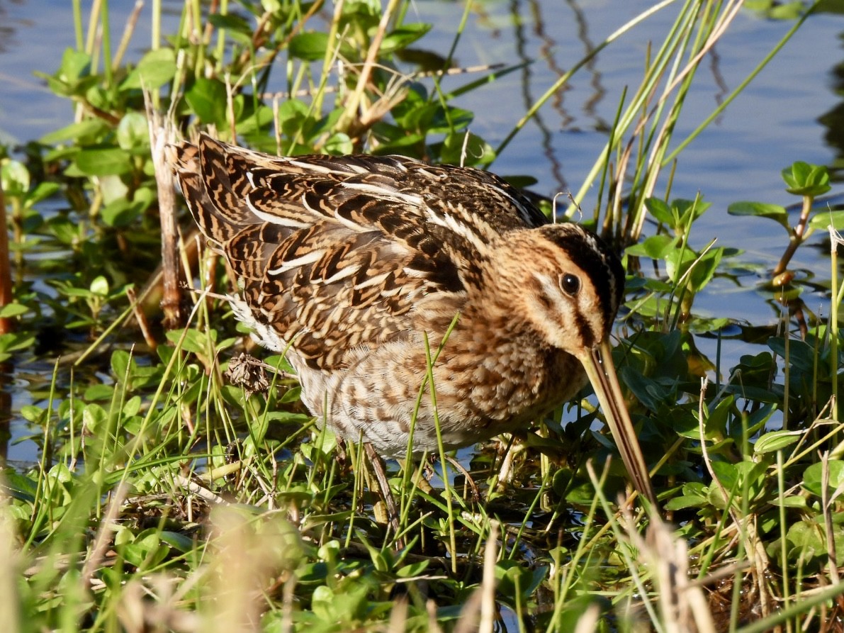 Common Snipe - ML647033481