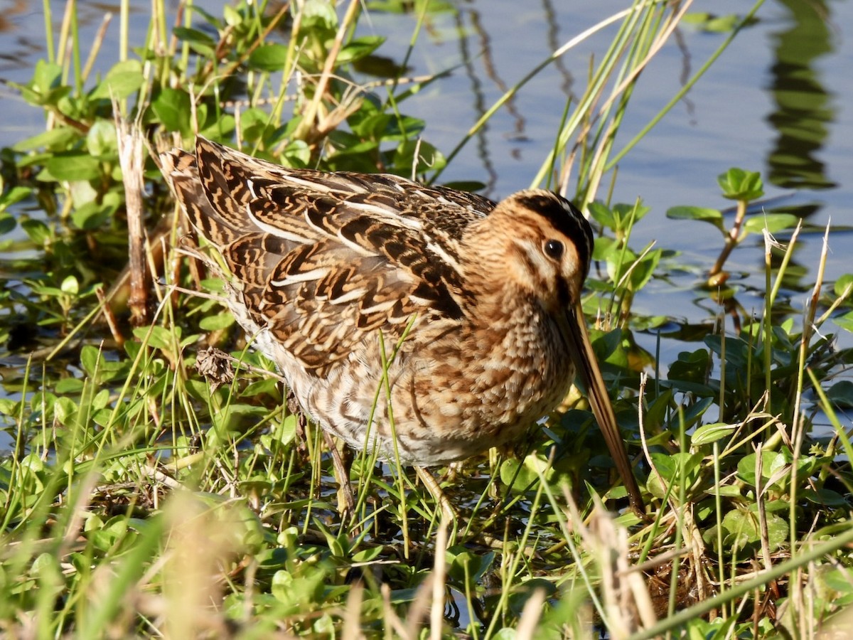 Common Snipe - ML647033482