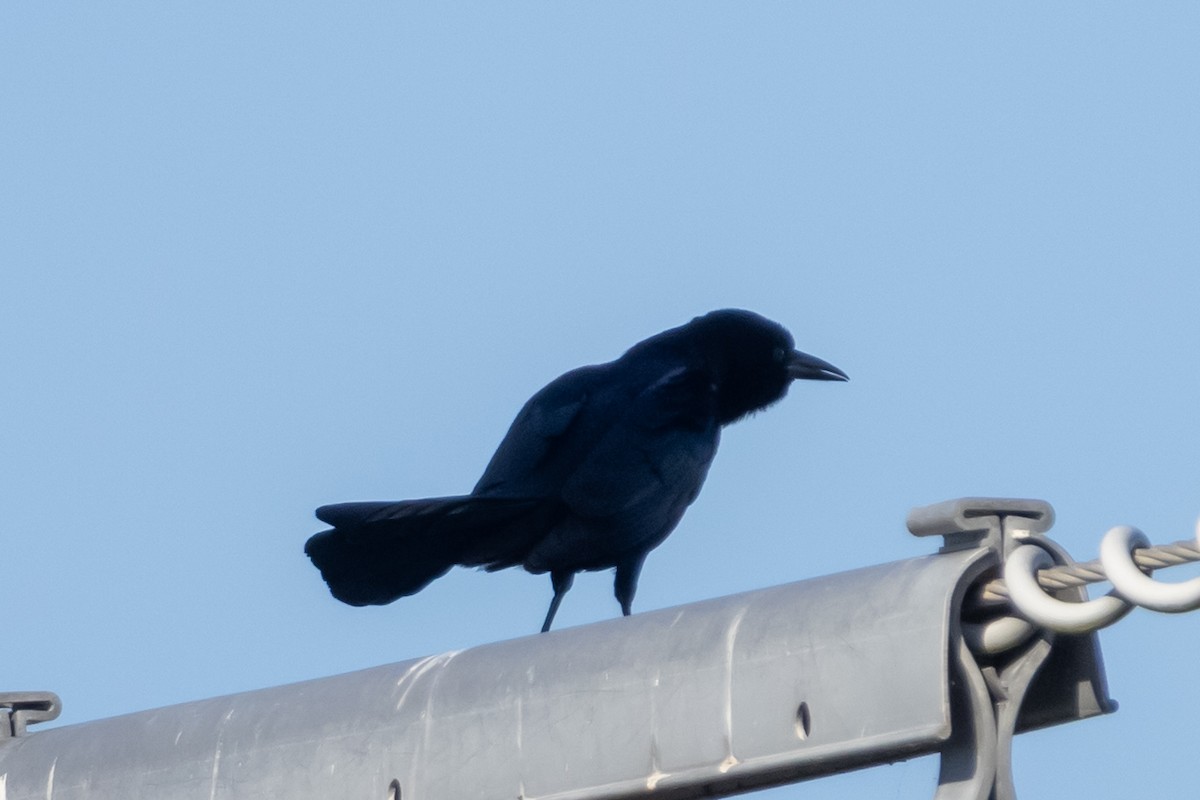 キタオナガクロムクドリモドキ - ML647033484