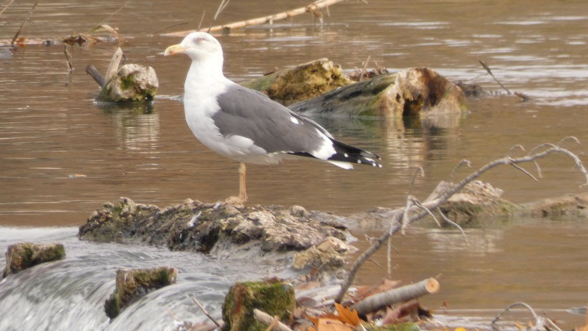Lesser Black-backed Gull - ML647033486