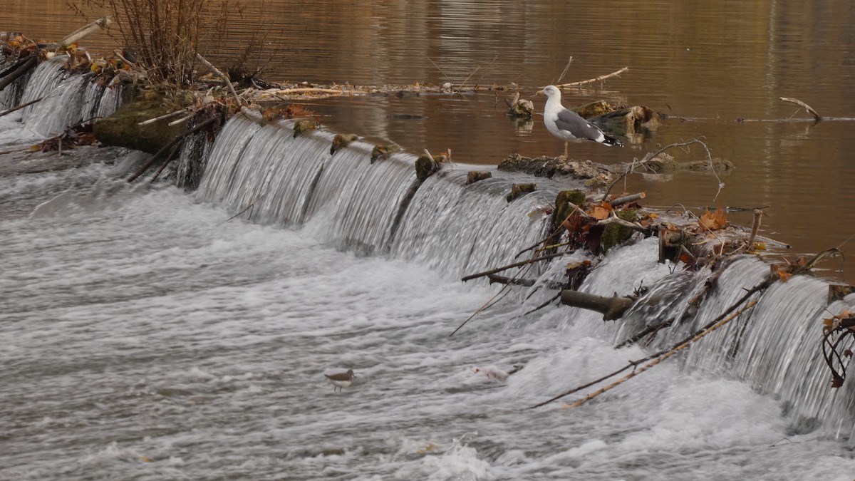 Lesser Black-backed Gull - ML647033487