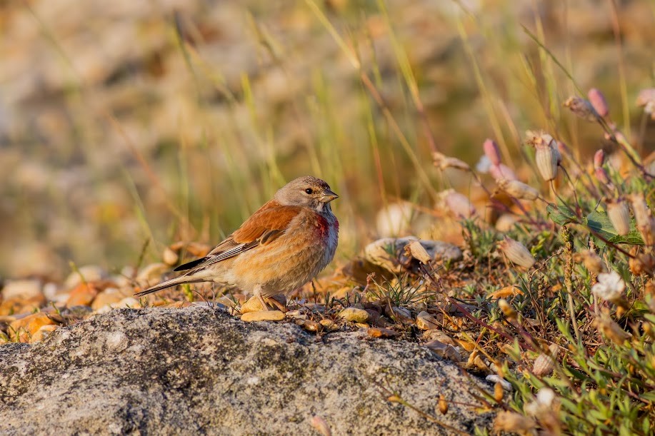 赤胸朱頂雀 - ML647033490