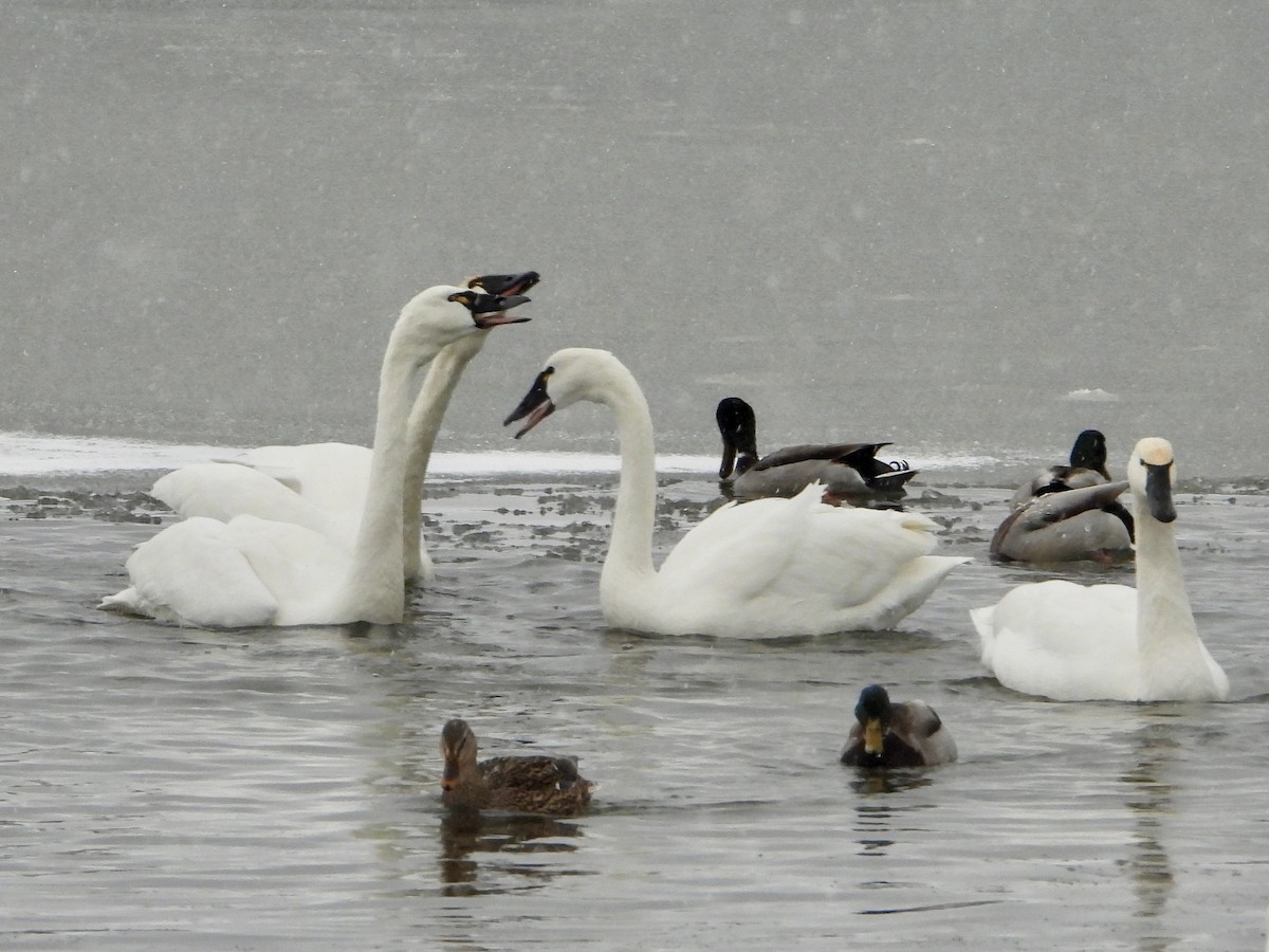 Tundra Swan - ML647033493