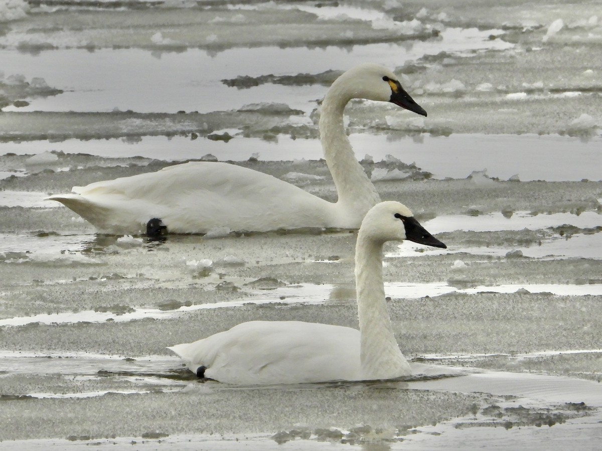 Tundra Swan - ML647033494