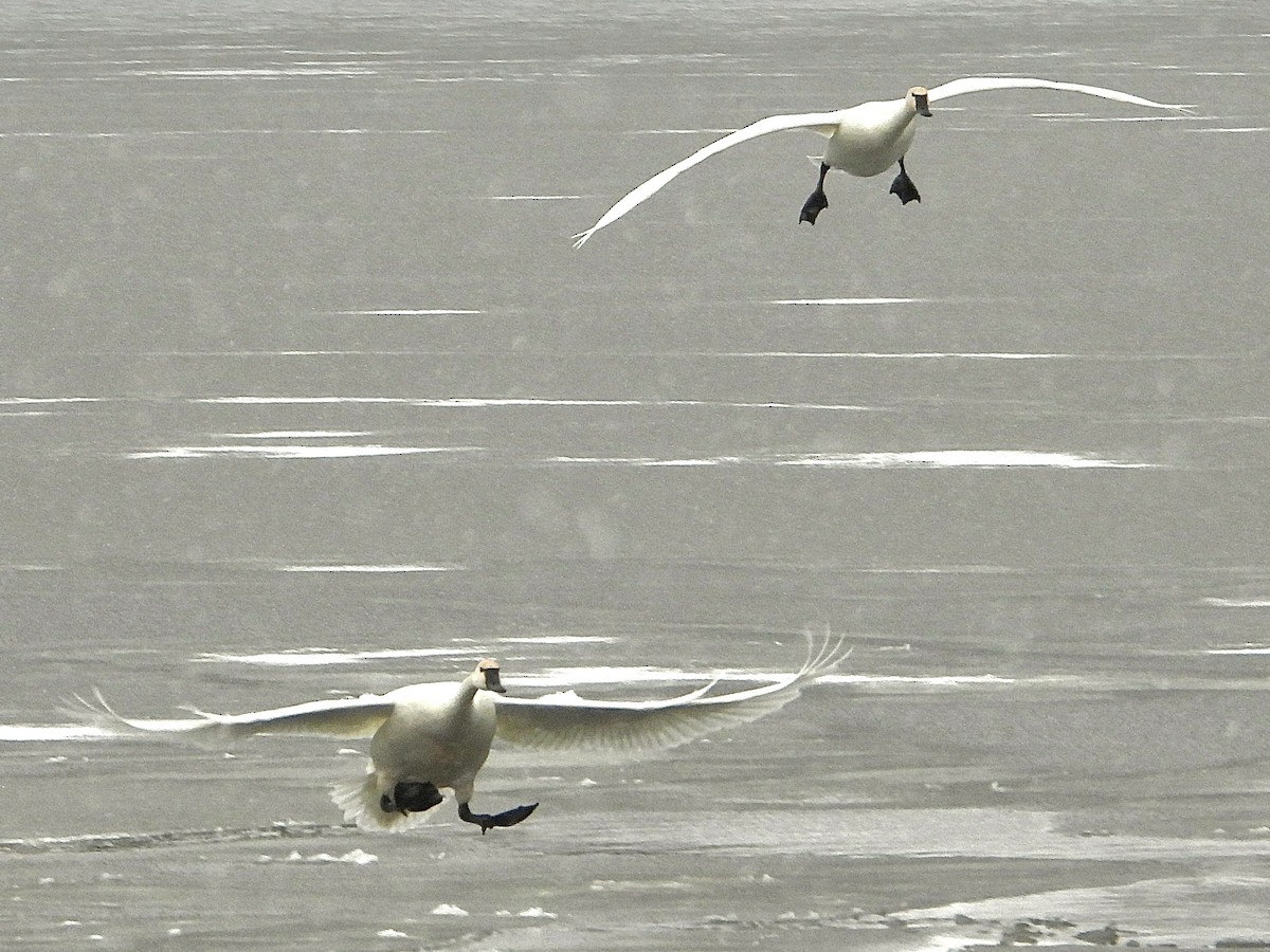 Tundra Swan - ML647033495