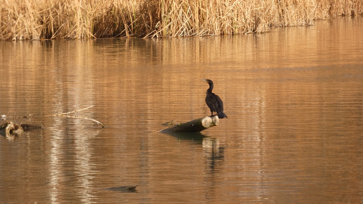Great Cormorant - ML647033497