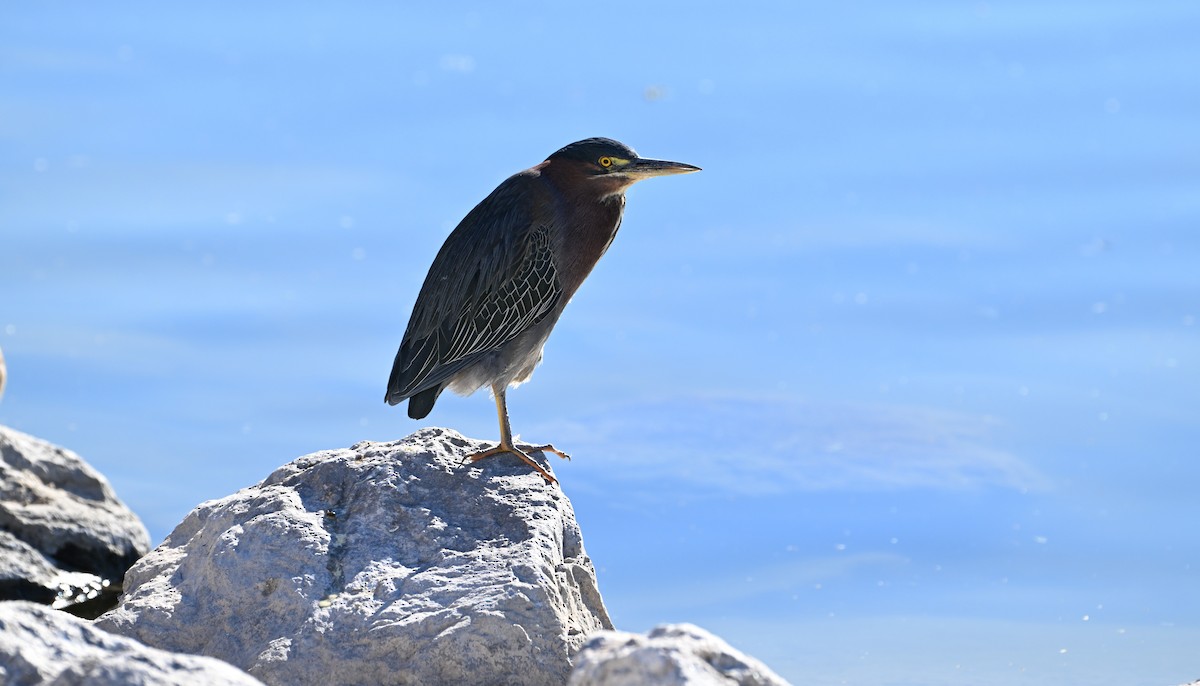 Green Heron - ML647033498