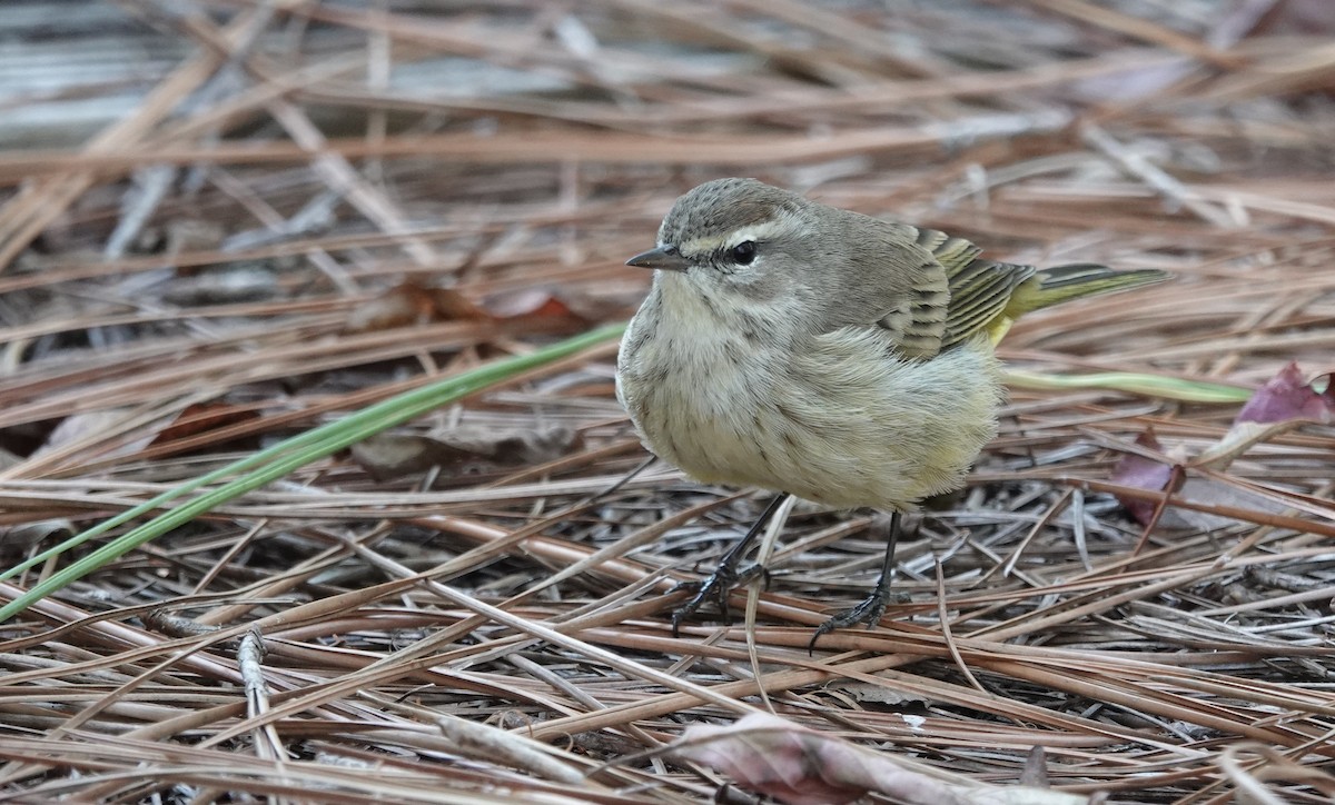 Palm Warbler - ML647033499