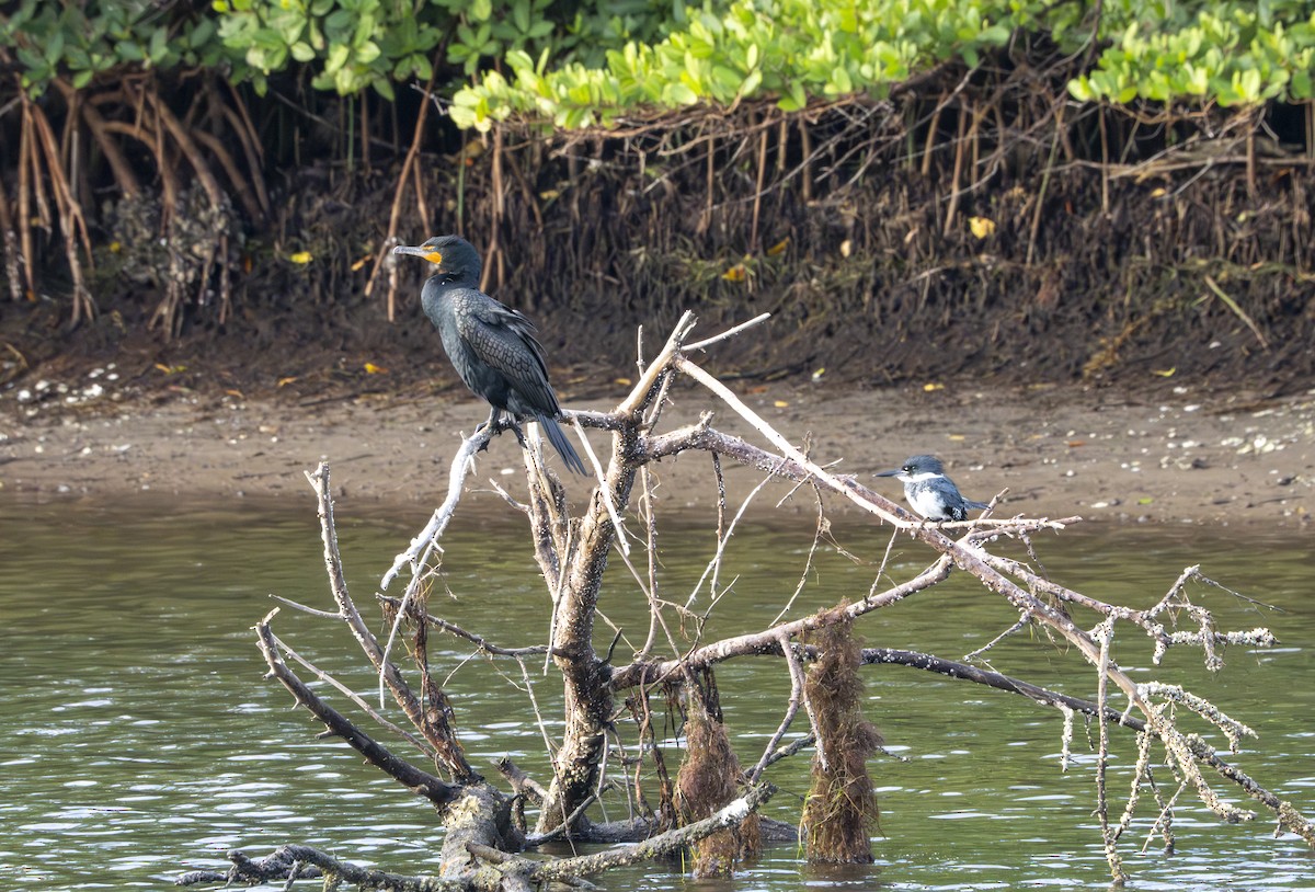 Double-crested Cormorant - ML647033501