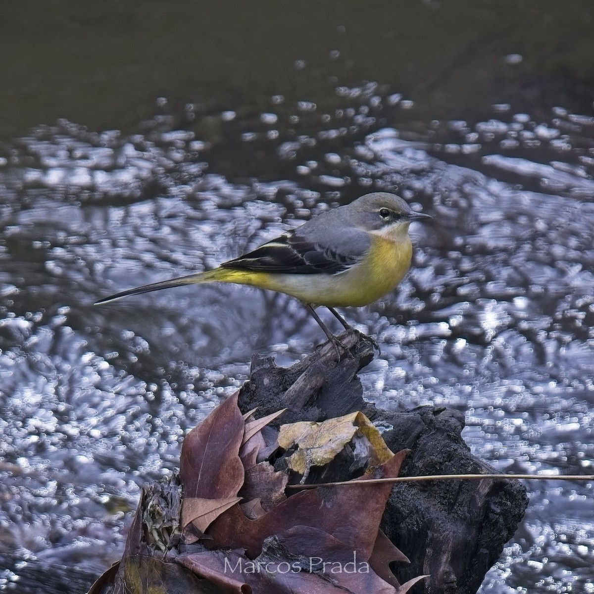 Gray Wagtail - ML647033503