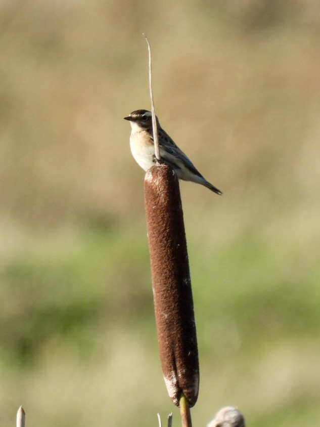 Whinchat - ML647033504