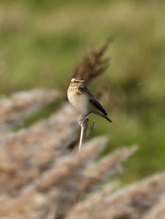 Whinchat - ML647033505