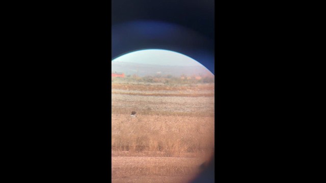 Bald Eagle - ML647033510